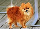 Pomeranian orange-sable Coco