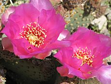 Prickly Pear Blossoms