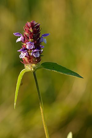 Prunella vulgaris - harilik käbihein.jpg