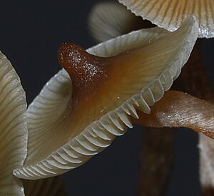 Psilocybe angulospora 14909