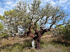 Quercus suber algarve.jpg