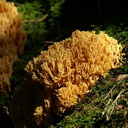 Ramaria aurea1