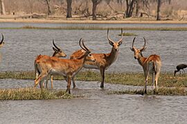 Red Lechwe in the Okavango