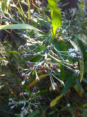 Rhadinothamnus anceps foliage