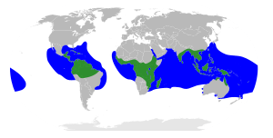 Rhizophoraceae Distribution.svg