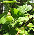 Ribes cynosbati, young fruit