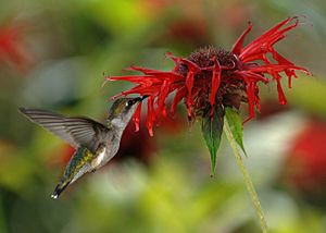 RubyThroatedHummingbird(Crop)