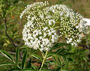 Sambucus canadensis W IMG 3144