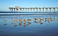 Scripps Pier La Jolla CA