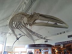 SeaSciCtrWhaleSkel01