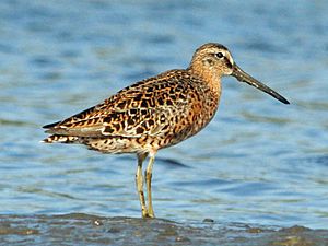 Short-billed Dowitcher breeding RWD