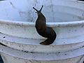 Slug climbing garden bucket