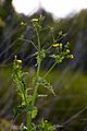 Sonchus asper MichaD