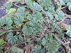 Starr 030523-0126 Malva parviflora.jpg