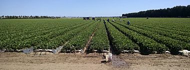 Strawberry field