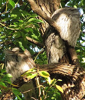 TawnyFrogmouthBirdsInAfternoonSun