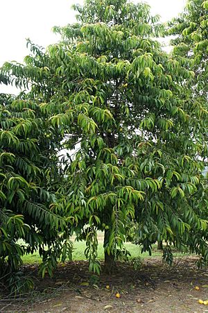 Tree of Garcinia atroviridis