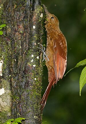 Tyrannine woodcreeper 3