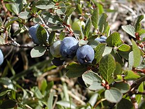 Vaccinium uliginosum fruit.jpg