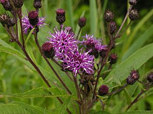 Vernonia noveboracensis 1.JPG