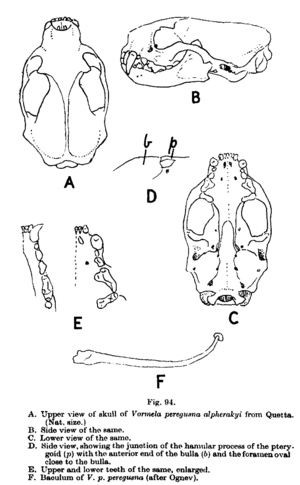 Vormela skull