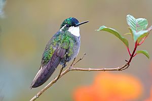 White-throated Mountain-gem