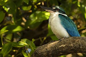 White Collared Kingfisher