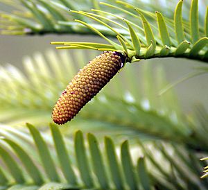 Wollemia nobilis cone