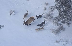 Wolves and elk