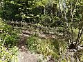 Woven deadhedge behind GT pond