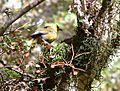 Yellowhead-Routeburn