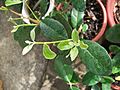 Young feijoa seedling