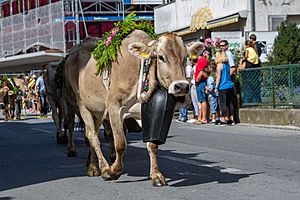 Alpabfahrt, Mels. 2019-09-14 13-04-54