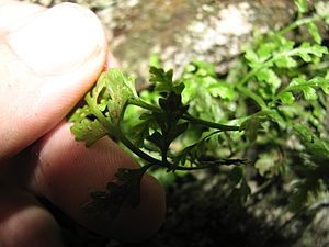 Asplenium montanum sori