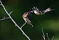 Barn swallow (feeding) at Tennōji Park in Osaka, June 2016