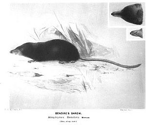 Bendire's Shrew