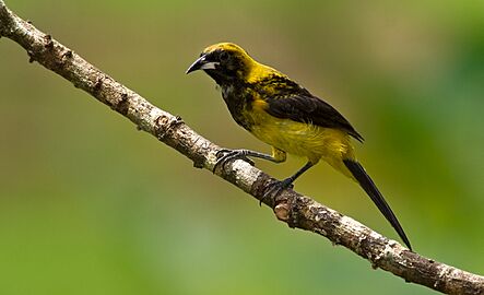 Black-cowled Oriole