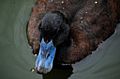 Blue Billed Duck Top View