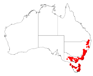 Boronia anemonifoliaDistMap8.png