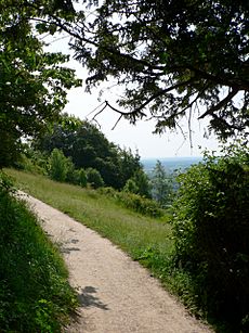 Boxhill surrey through trees