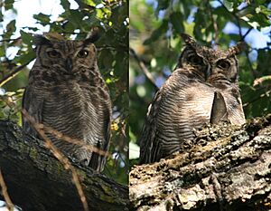 Bubo magellanicus.jpg