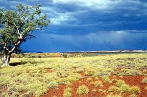 CSIRO ScienceImage 1446 Spinifex Plain