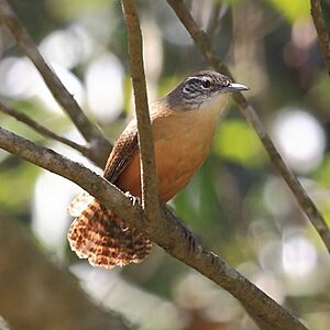 Cantorchilus leucotis-Buff-breasted Wren.jpg