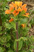 Castillejalatifolia.jpg