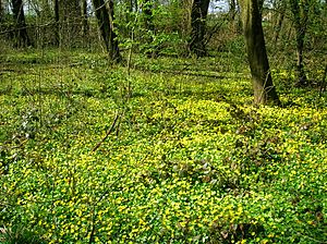 Celandine Sward