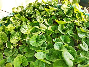 Centella asiatica (থানকুনি) (3).jpg