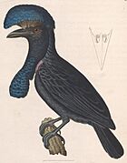Cephalopterus ornatus 1838