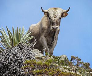 Charolais cattle, Sierra Nevada, Venezuela