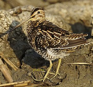 CommonSnipe