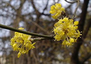 Cornus mas flowers